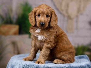 bernedoodle puppies for sale California